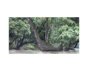 Tree Trunks in River D CR